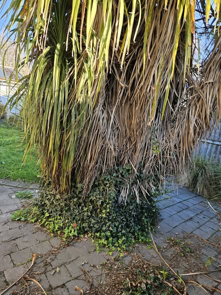 Native cabbage tree with cleared base and ivy groundcover in a Rangiora garden