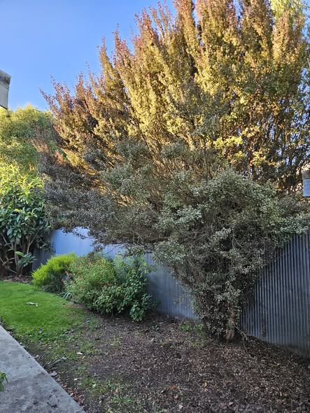 Pruned ornamental tree with shaped canopy in a tidy North Canterbury garden