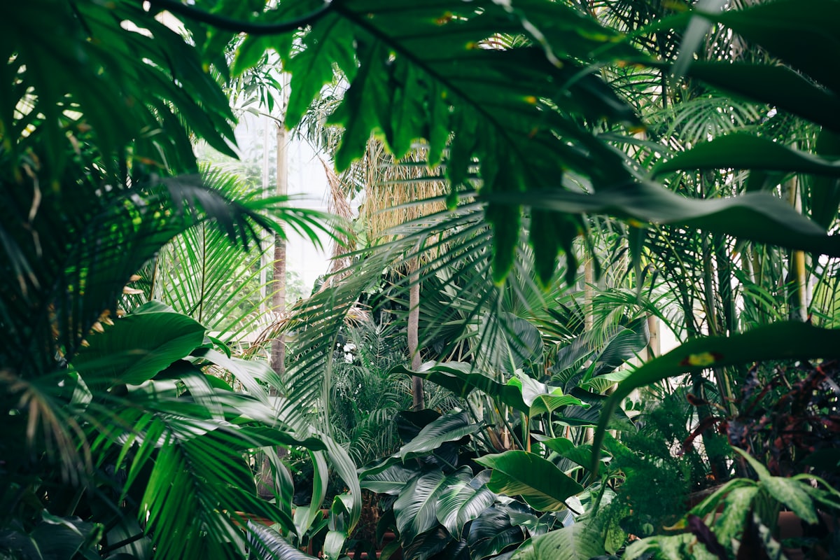 Lush green foliage in a well-kept garden, general garden care Rangiora