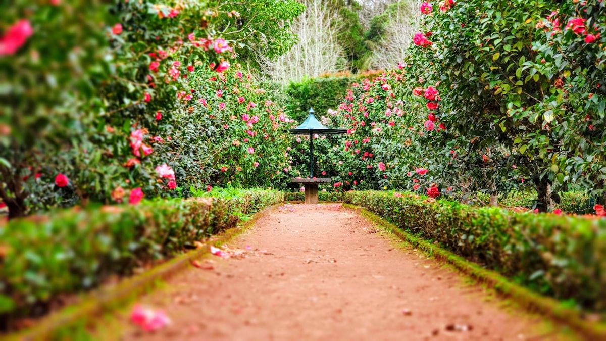 Manicured flowering garden path with clipped hedges after a garden tidy-up