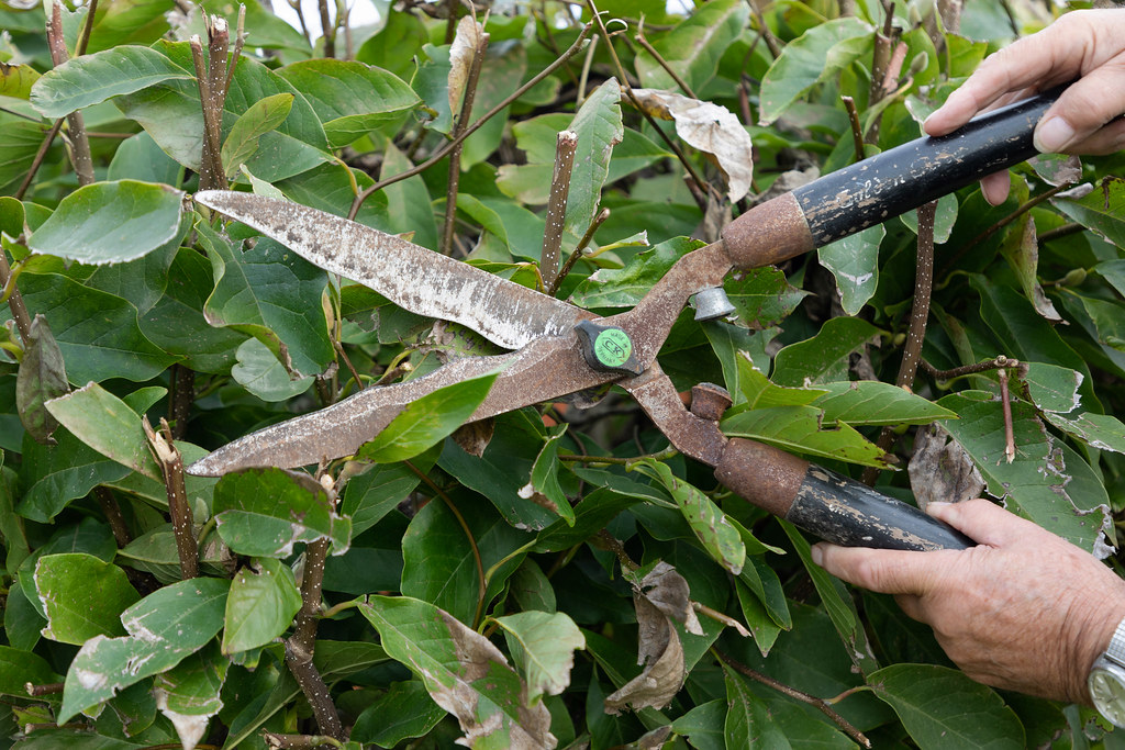 Hands trimming a leafy hedge with garden shears in a North Canterbury garden