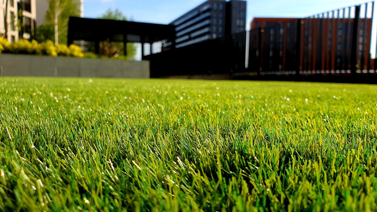 Thick healthy green lawn in North Canterbury after regular mowing and feeding