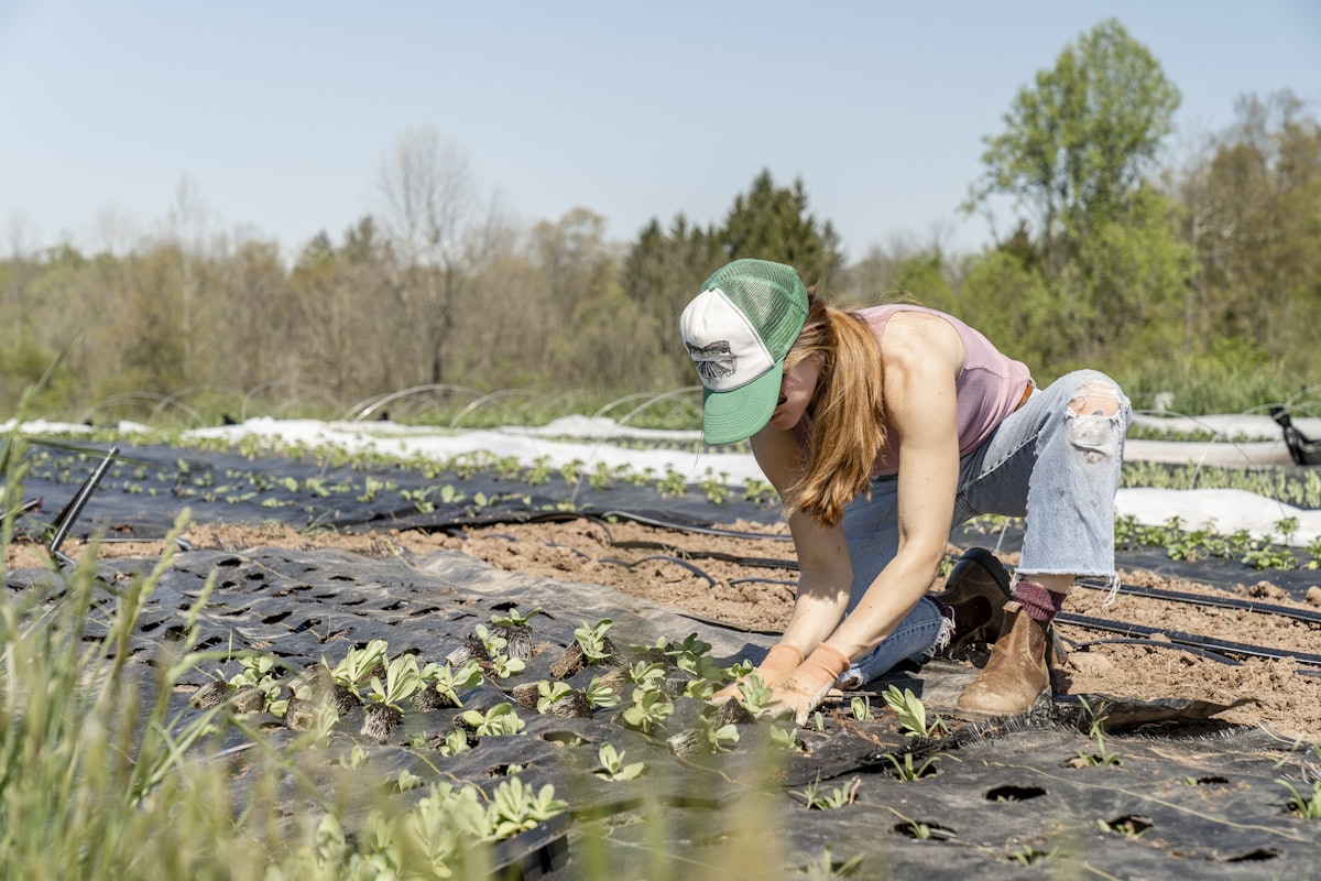 Gardener planting out seasonal beds on a sunny Canterbury day