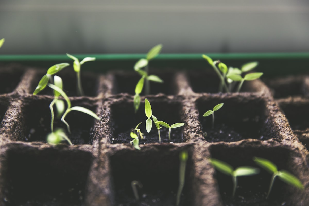 Seed tray of young sprouts for the new growing season in Canterbury