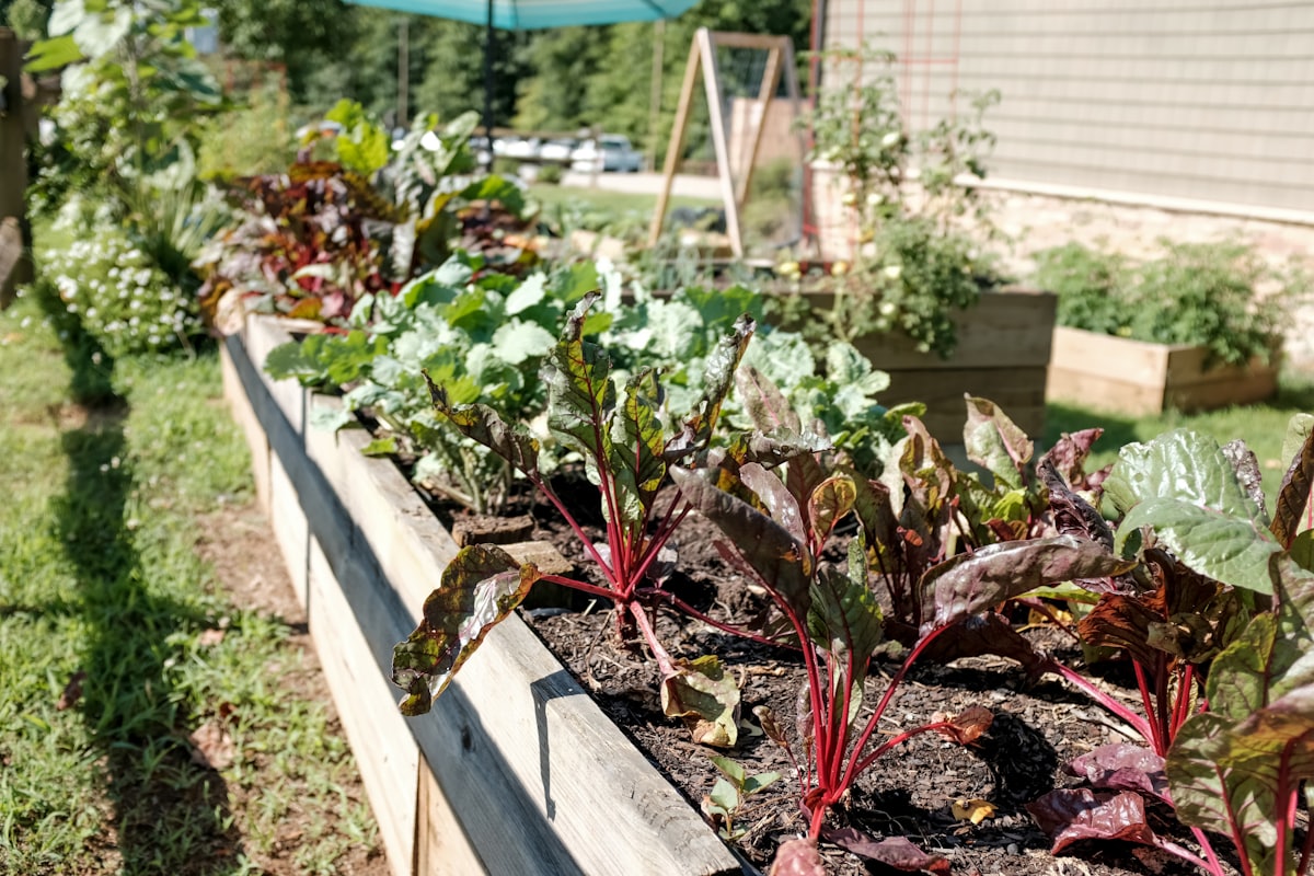 Thriving raised vegetable beds, the result of regular general garden care